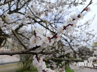 У Володимирі зацвіли абрикоси й вишні 