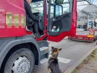 В Устилузі натренований пес виявив у водія вантажівки наркотики 