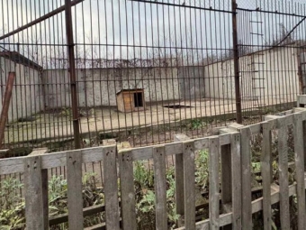 Із реабілітаційного центр для диких тварин у Хмельницькому втекли дві левиці: одну вже знайшли, іншу шукають у місті 