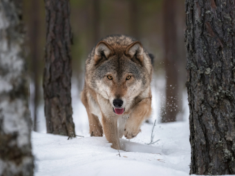 На Волині знову фіксують сліди вовків: місцеві жителі занепокоєні, а громади звертаються до влади 