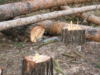 У Микуличівському лісництві під час заготівлі дров загинув чоловік із Зимнівської громади 