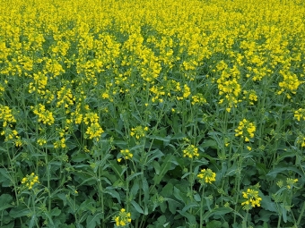 Ціни на ріпак пішли вгору 