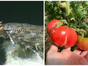 У Володимирському районі скасували карантин щодо південноамериканської томатної молі 