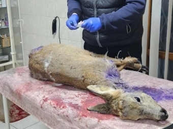 Козуля, яку знайшли в лісі поблизу Устилуга після нападу диких собак, не вижила 