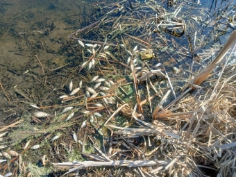 У Володимирській громаді у ставку масово загинула риба: виявили понад 400 мертвих особин 