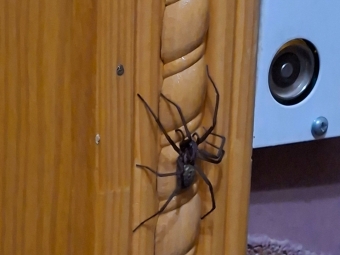 У будинку в Івано-Франківську жінка виявила гігантського павука 