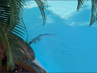 В Австралії крокодил заліз у басейн на курорті, поки поруч засмагали туристи 
