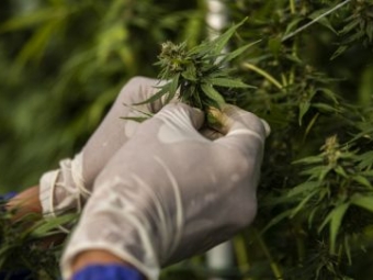 Пенсіонер із Нововолинська потрапив у кримінал через вирощування коноплі біля дому 