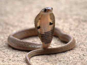 У Броварах посеред вулиці помітили кобру 