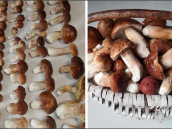 У лісі на Волині за раз зібрали 101 білий гриб 