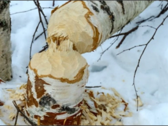 На одній із вулиць Володимира зріжуть 25 берізок: чому дерева підуть під ніж 