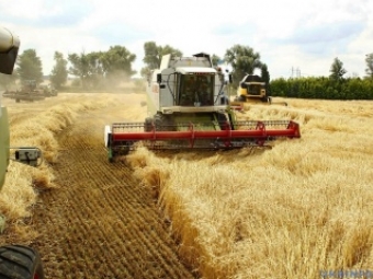Прогнозують зростання врожаю зернових в Україні 