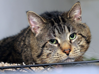 У Нововолинську невідомі жорстоко вбили двох дорослих кішок та маленьке кошеня 