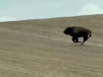 З ферми у Зимнівській громаді втекла бізонка: тварина зникла після переселення і досі не знайдена 