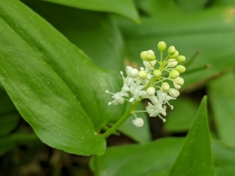Нагадує конвалію: на Волині помітили незвичну рослину з отруйними ягодами 