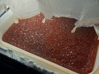 Майже 100 кг ікри з Росії: в «Устилузі» затримали українця з контрабандою на 170 тисяч гривень 