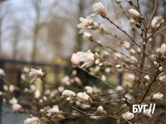 У Нововолинську розцвіла магнолія - перші фото 