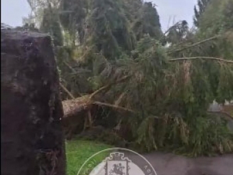 У Володимирі негода повалила дві ялинки у міському парку 