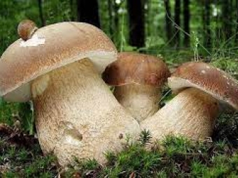 П’ять мешканців Іваничів отруїлися грибами 