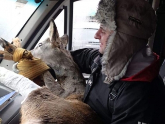 У Нововолинську працівники муніципальної варти врятували тварину з пастки 