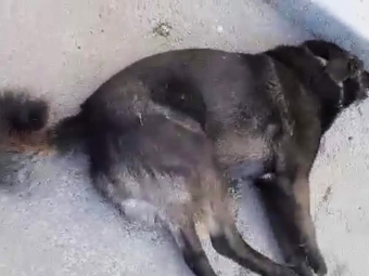 У Володимирі отруюють собак (Відео) 