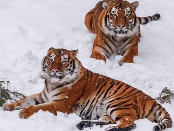 Побачити живого тигра на початку його року – удача у справах гарантована на цілий рік  